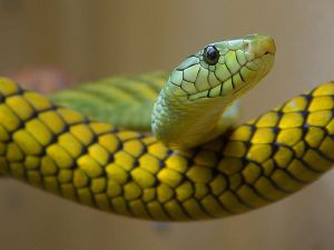 800px-Green,_yellow_snake