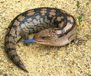 http://gatesofeden.com.au/reptiles/ - Blotched blue tongue lizard