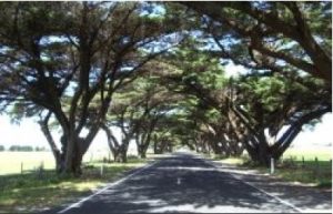 The road to Seaspray