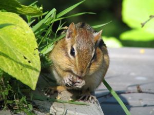 chipmunk-3-532798-m