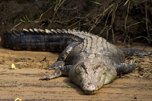 sunbathing-crocodile-1359137-m