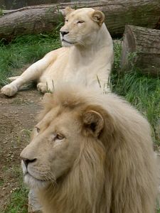 white-lion-1-364576-m