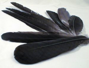black-feathers-67754-m