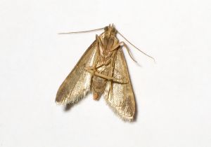 moth-186593-m