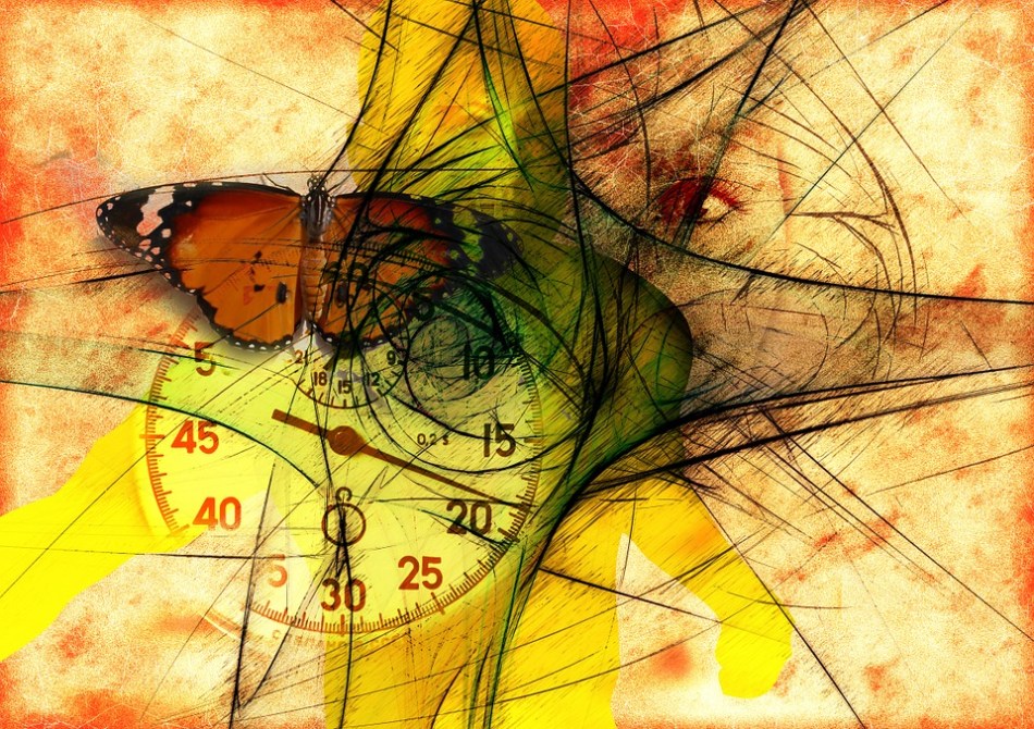 butterfly-744115_960_720